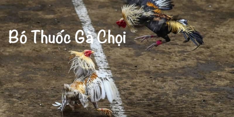 Cùng tìm hiểu cách bó thuốc gà chọi