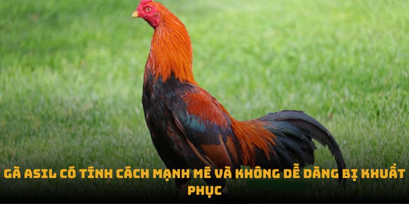 Gà Asil có tính cách mạnh mẽ và không dễ dàng bị khuất phục