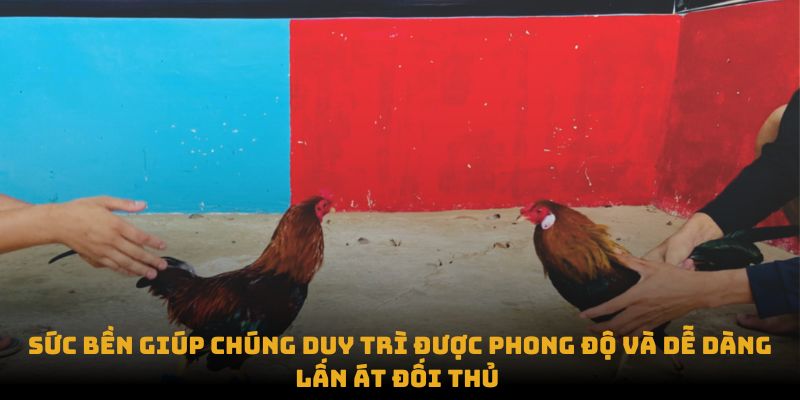 Sức bền giúp chúng duy trì được phong độ và dễ dàng lấn át đối thủ 